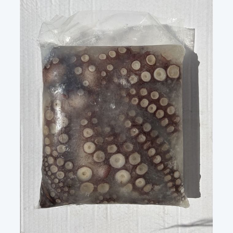 Pulpo del Norte 1.5 Up